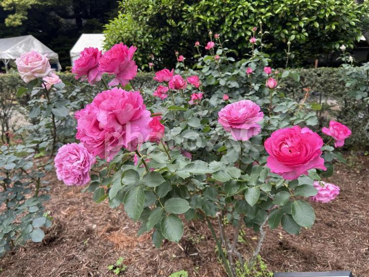 バラの「メアリー・ローズ」 薔薇,メアリー・ローズ,旧古河庭園の写真素材