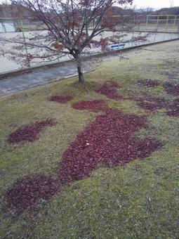 紅葉風日本の写真