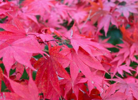 紅葉 紅葉,もみじ,秋の写真素材