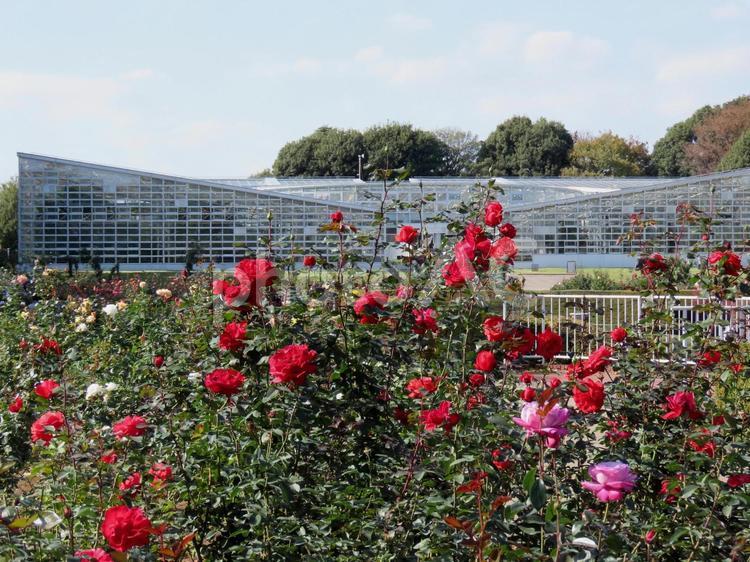 温室と薔薇園 バラ,バラ園,赤いバラの写真素材
