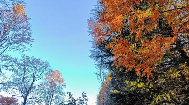 冬の空 冬,影,歩道の写真素材