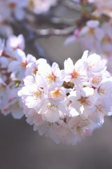 桜 桜 桜,ハート,お花見の写真素材