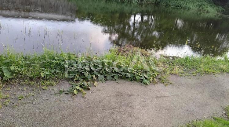 水辺の風景 水辺,水,お堀の写真素材