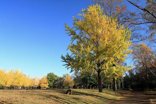 つくば市「科学万博記念公園」の秋の風景 科学万博記念公園,つくば市,秋の写真素材