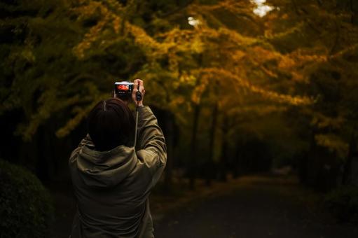 ＜素材＞イチョウ並木で旅行写真を撮る女性 女性,紅葉,イチョウの写真素材