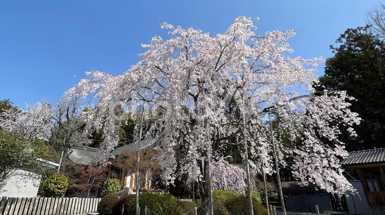 多田神社の枝垂れ桜 桜,枝垂桜,ピンクの写真素材