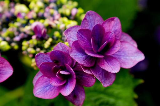 Hydrangea, JPG