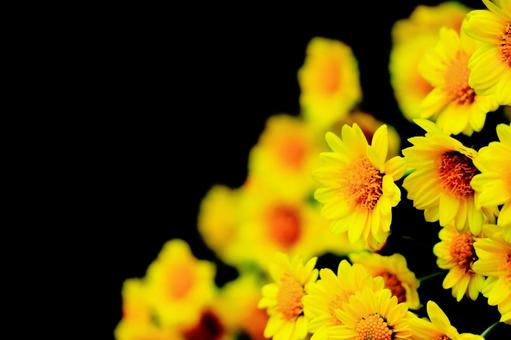 シマカンギク シマカンギク,菊,秋の写真素材