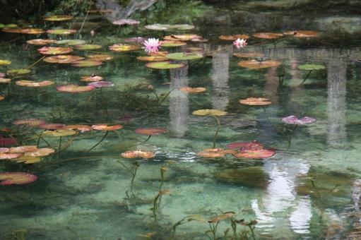名もなき池 名もなき池の写真