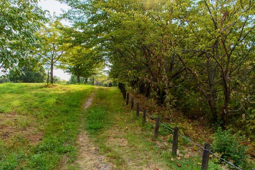 初夏の緑に包まれた静かな遊歩道 遊歩道,緑,木の写真素材