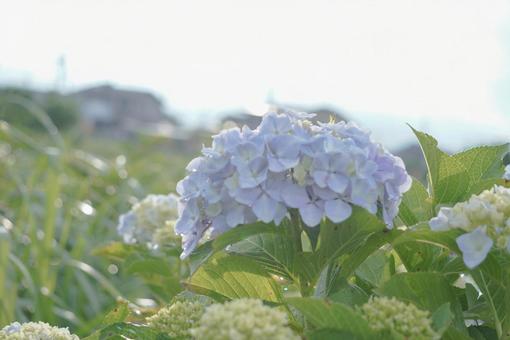 紫陽花 紫陽花の写真