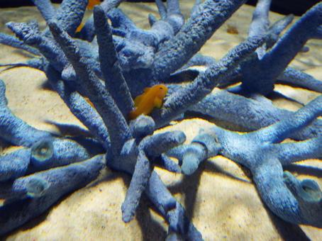 Photo, water, invertebrates, fish, 