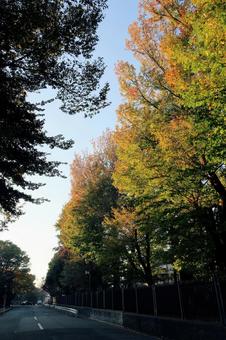 紅葉 紅葉,抜け道,夕方の写真素材