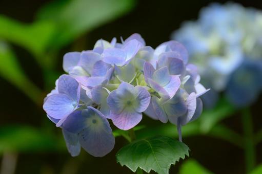 Photo, hydrangea, shade, rainy season, 