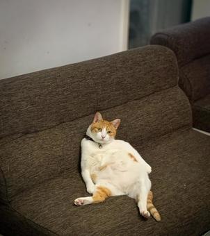 Brown and white cat relaxing on sofa in human-like pose, JPG