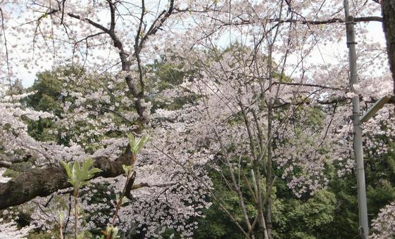 桜ボケ背景-27 桜ボケ背景-27の写真