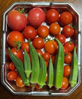 R7.10.5 野菜の収穫トマトとオクラ R7.10.5 野菜の収穫トマトとオクラの写真