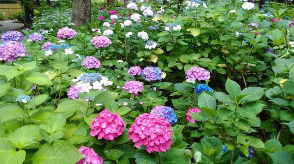 紫陽花祭でみた、鮮やかなアジサイ 紫陽花祭でみた、鮮やかなアジサイの写真