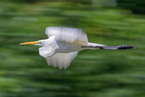 山間を飛ぶダイサギ、流し撮り 山間を飛ぶダイサギ、流し撮りの写真