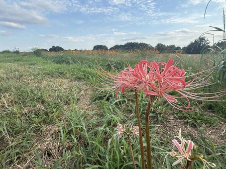 野原に咲く彼岸花 花,秋,空の写真素材