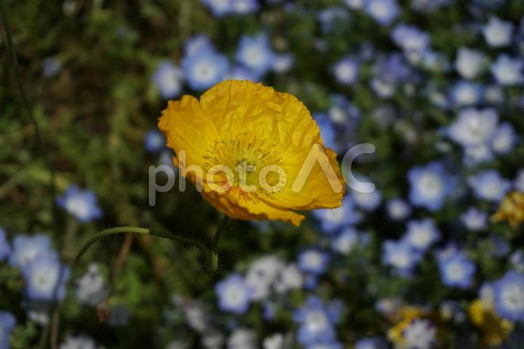 黄色のケシの花（ポピー） 初春,flower,花の写真素材