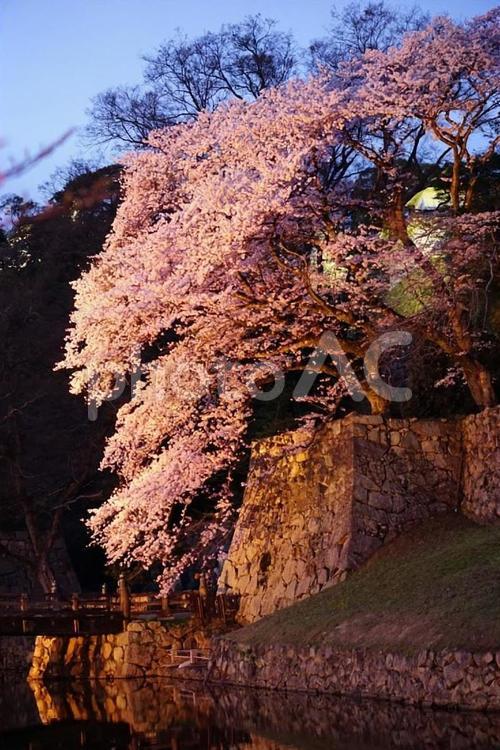 夜桜と石垣の風景 桜,ライトアップ,石垣の写真素材