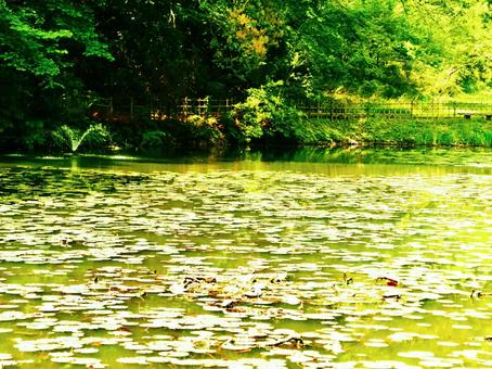 緑豊かな池と静寂の風景 緑豊かな池と静寂の風景の写真