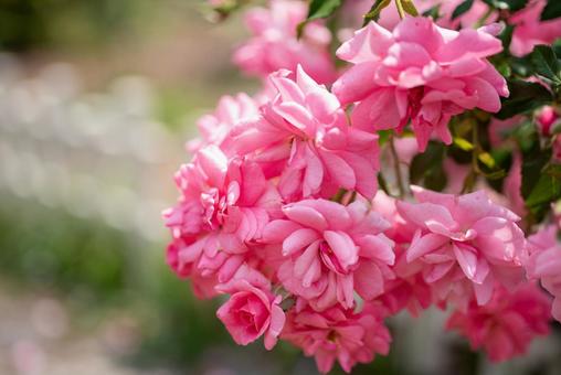 初夏のバラ園の風景3 初夏のバラ園の風景3 バラ園,薔薇,バラの写真素材