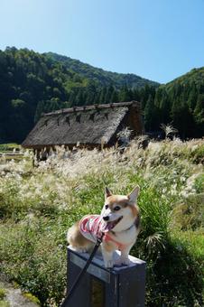 コーギー 白川郷 コーギー 白川郷 コーギー,白川郷,合掌造りの写真素材
