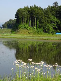 緑の田園風景 緑の田園風景の写真