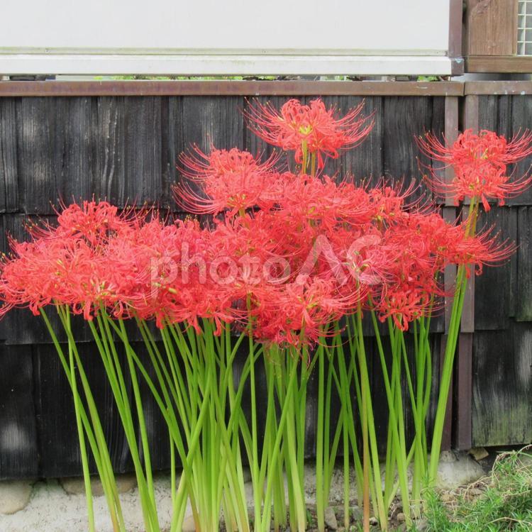 民家の壁際に密集して咲いたヒガンバナ ヒガンバナ,曼珠沙華,花の写真素材