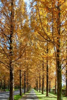 紅葉したメタセコイアの並木道4 紅葉したメタセコイアの並木道4 秋,紅葉,メタセコイアの写真素材