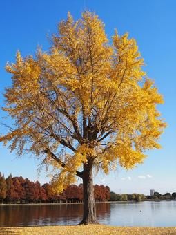 秋の水元公園・イチョウの紅葉＆池・葛飾区 秋,水元公園,紅葉の写真素材