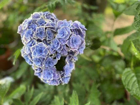 Heart-shaped hydrangea, JPG