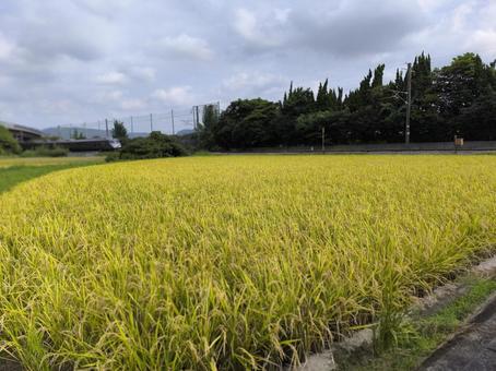 田園風景 米,田んぼ,稲穂の写真素材