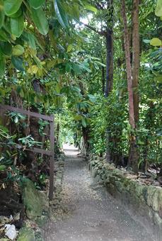 Photo, natural, trail, old-fashioned, 