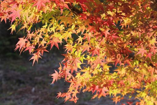 綺麗なもみじの紅葉 綺麗なもみじの紅葉の写真