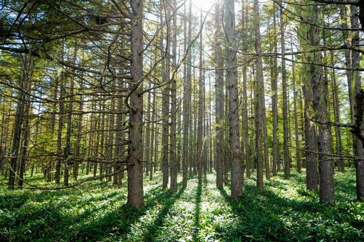 長野県佐久穂町の白駒の森 長野県佐久穂町の白駒の森の写真
