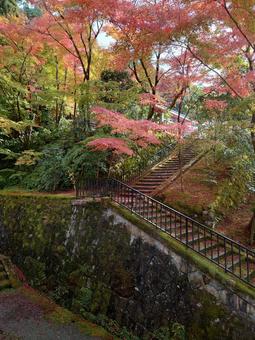 階段 紅葉 階段 紅葉 秋,紅葉,京都の写真素材