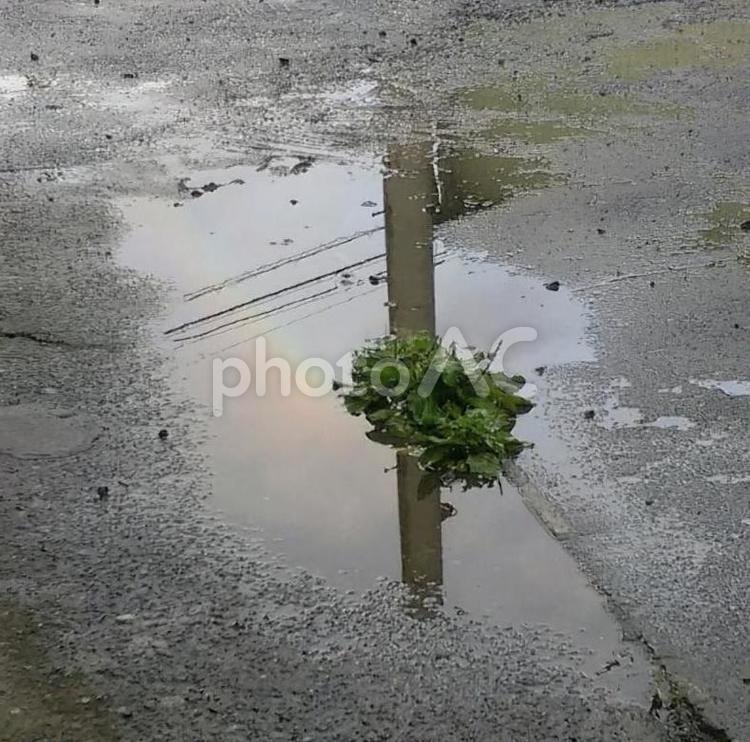 水たまりの中の虹 雨,雨上がり,光の写真素材