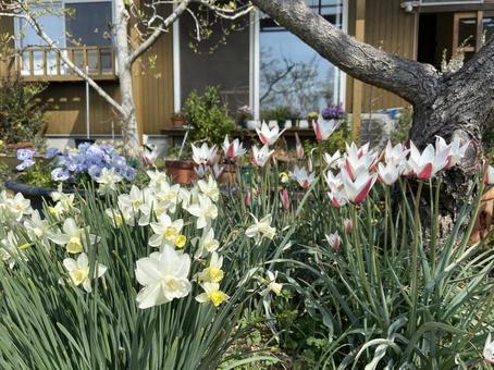 Spring Garden, JPG Spring Garden, JPG