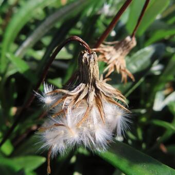 ガザニア ガザニア,花,花びらの写真素材