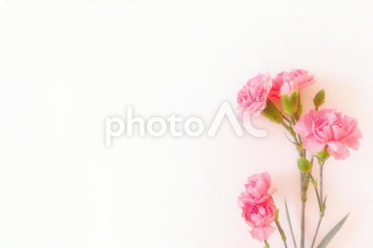 カーネーション　母の日メッセージカード 花,春,植物の写真素材