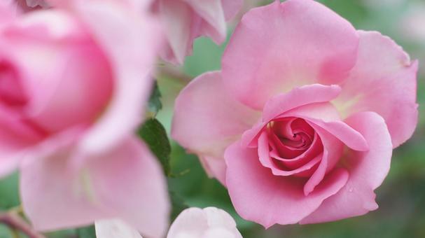 バラ園-726 バラ園-726の写真