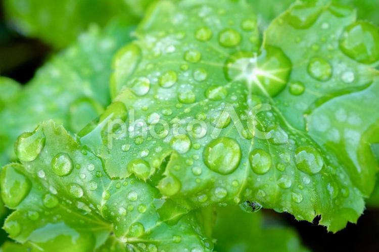 水滴の乗った葉のテクスチャ 葉,植物,緑の写真素材