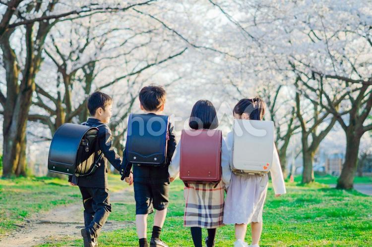 下校中の小学生 1年生,入学式,入学の写真素材