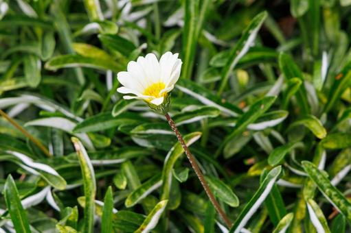 白い花の静けさ 白い花の静けさ 白い花,デイジー,緑の葉の写真素材