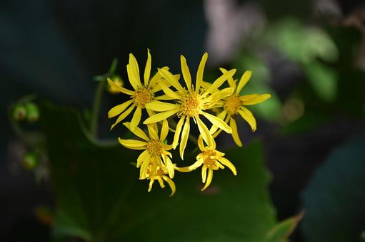 ツワブキの黄色い花が咲いています ツワブキ,黄色,花の写真素材