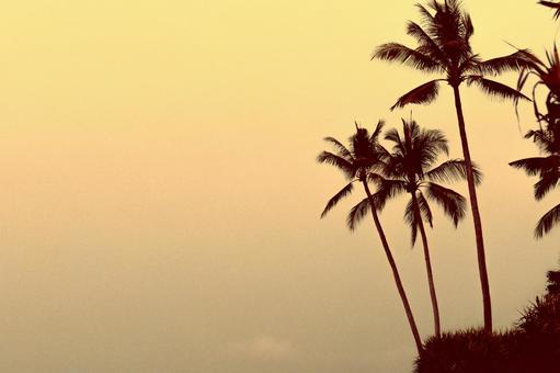 夕暮れの空とヤシの木のシルエット ヤシの木,椰子,パームツリーの写真素材