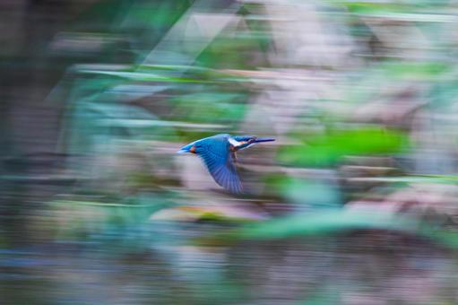 カワセミ 翡翠 カワセミ 翡翠の写真